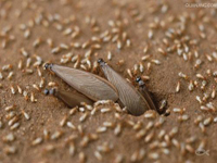 2012年第24個(gè)全國(guó)愛(ài)衛(wèi)月公益活動(dòng)