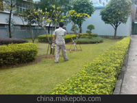 南寧第45屆體操世界錦標(biāo)賽主賽場(chǎng)、訓(xùn)練場(chǎng)病媒生物防制工作